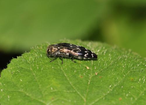 Coraebus undatus